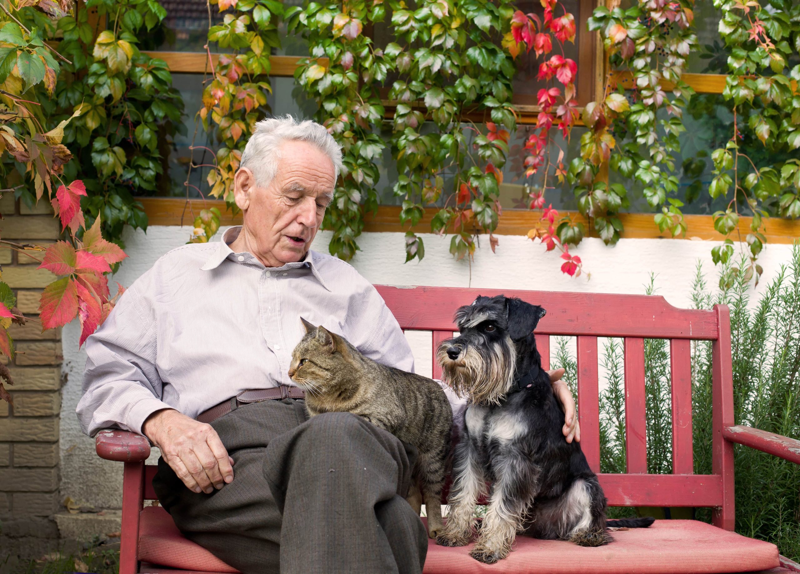 senior citizen sitting on bench with cat and dog